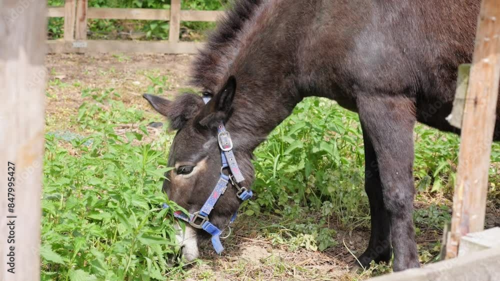 Donkey on an organic farm, eating grass and resting on a sunny day. Close-up shots of body parts. Environmentally friendly farming. Donkey on an organic farm, eating grass and resting on a sunny day. Close-up shots of body parts. Environmentally friendly farming.