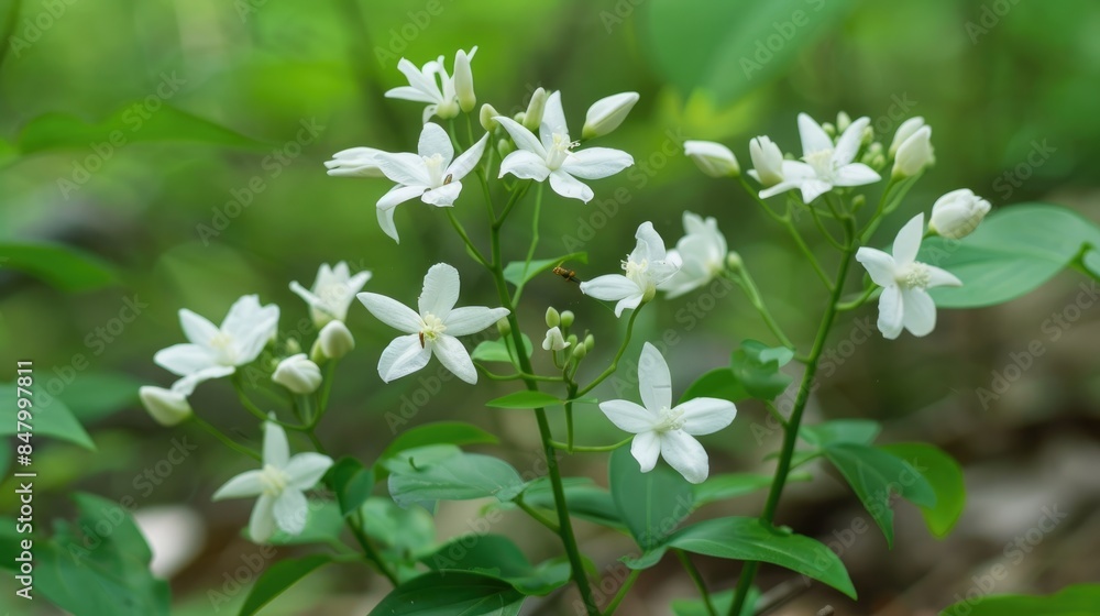 Tabernaemontana divaricata is a small white flower resembling jasmine Tabernaemontana divaricata is a small white flower resembling jasmine