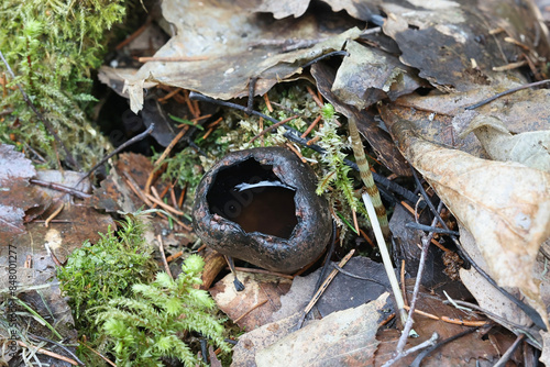 Urnula craterium, commonly known as the devil's urn or the gray urn, cup fungus from Finland photo
