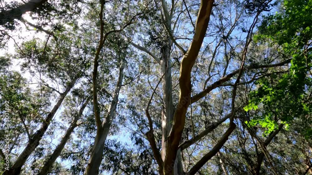 Marvel at the majestic beauty of nature's monument with this captivating stock video featuring the park's biggest trees. Marvel at the majestic beauty of nature's monument with this captivating stock video featuring the park's biggest trees.