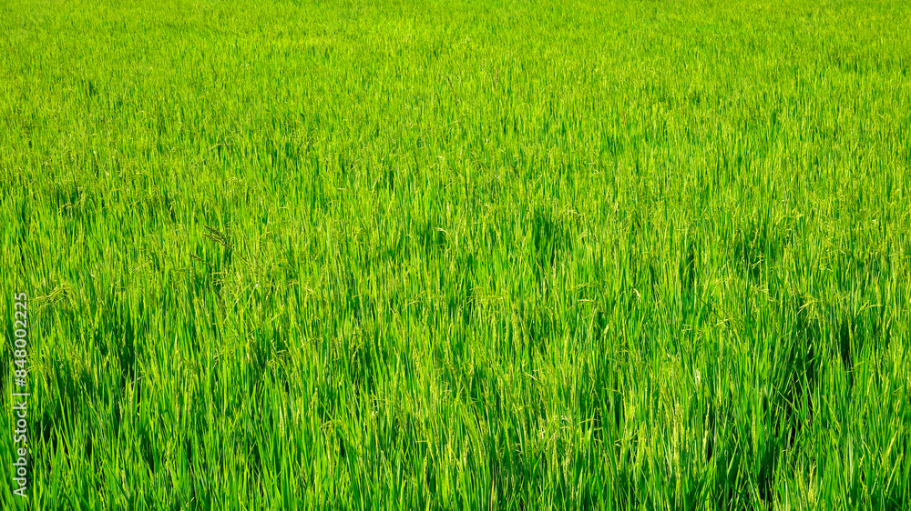 Background green grass in the field. Green grass texture. View of green grass in a field. Rice field. Background green grass in the field. Green grass texture. View of green grass in a field. Rice field.