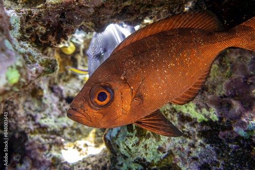 A coral fish - Crescent Tail Bigeye - Priacanthus hamrur, Red sea photo