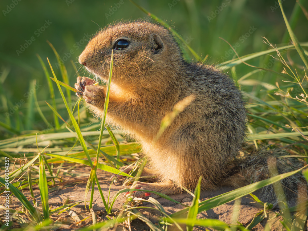Prairie dog cub at a grassy field. Close-up Prairie dog cub at a grassy field. Close-up