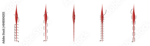 Baseball Stitches and Red Lace with Loop of Thread Isolated on White Background Vector Set