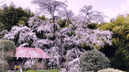 しだれ桜