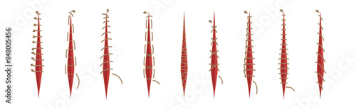 Baseball Stitches and Red Lace with Loop of Thread Isolated on White Background Vector Set