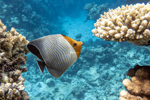 A coral fish - Hooded butterflyfish (Chaetodon larvatus) in the Red Sea, Egypt.  photo