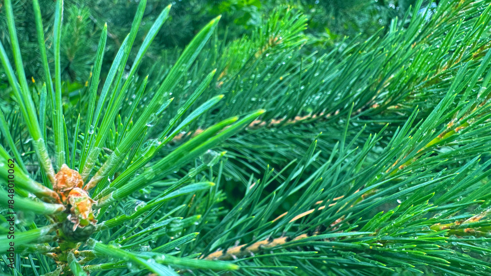 Pine branches in drops of dew close-up. Fresh natural background.