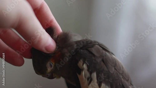 Girl petting a tame parrot close-up in an apartment