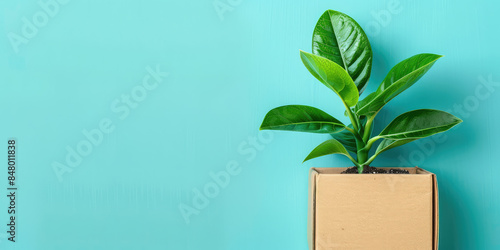 Plant growing in a cardboard box on simple colored background with copy space photo