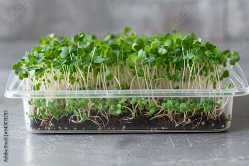 hands holding a tray with microgreens with transparent walls when the roots are visible photo