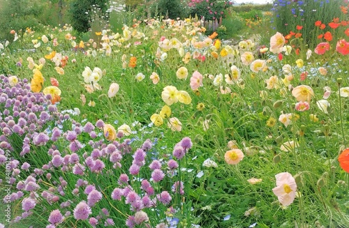 アイスランドポピーのメド―パステルとチャイブが満開の花畑