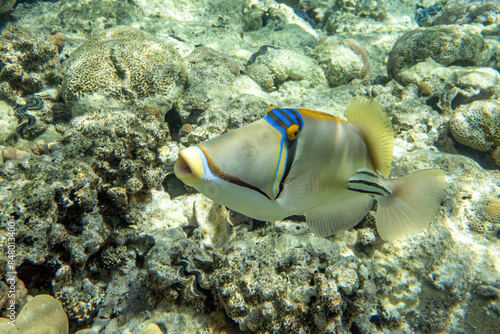 A coral fish - Picasso triggerfish Rhinecanthus assasi. Taking in Red Sea, Egypt.  photo