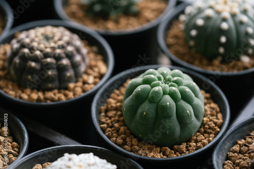 Matucana Masisoniarum cactus with akadema potting mix in black plastic pot