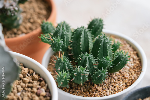 Euphorbia Aggregata close up in white ceramic pot