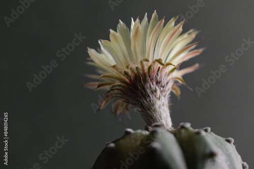 Astrophytum Asteria Super Kabuto cactus blooming yellow color flower close up in isolated grey background photo