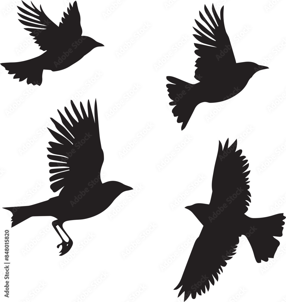 Obraz premium silhouettes of birds