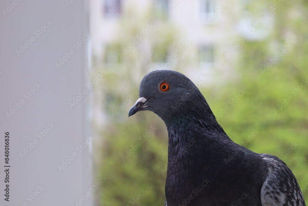 Fototapeta premium Pigeon closeup portrait, bird on the window, rainy day, pigeon beautiful portrait, pigeons eyes in macro, Extreme Close Up