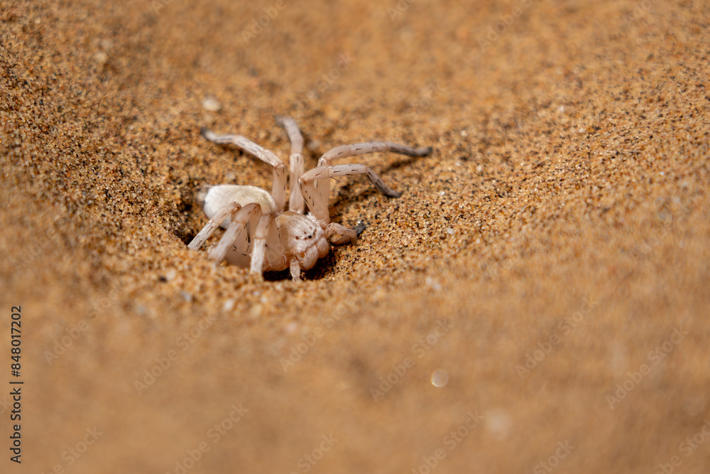The dancing white lady spider. This spider (Leucorchestris arenicola) we saw near Swakopmund in the Namib desert of Namibia. The dancing white lady spider. This spider (Leucorchestris arenicola) we saw near Swakopmund in the Namib desert of Namibia.