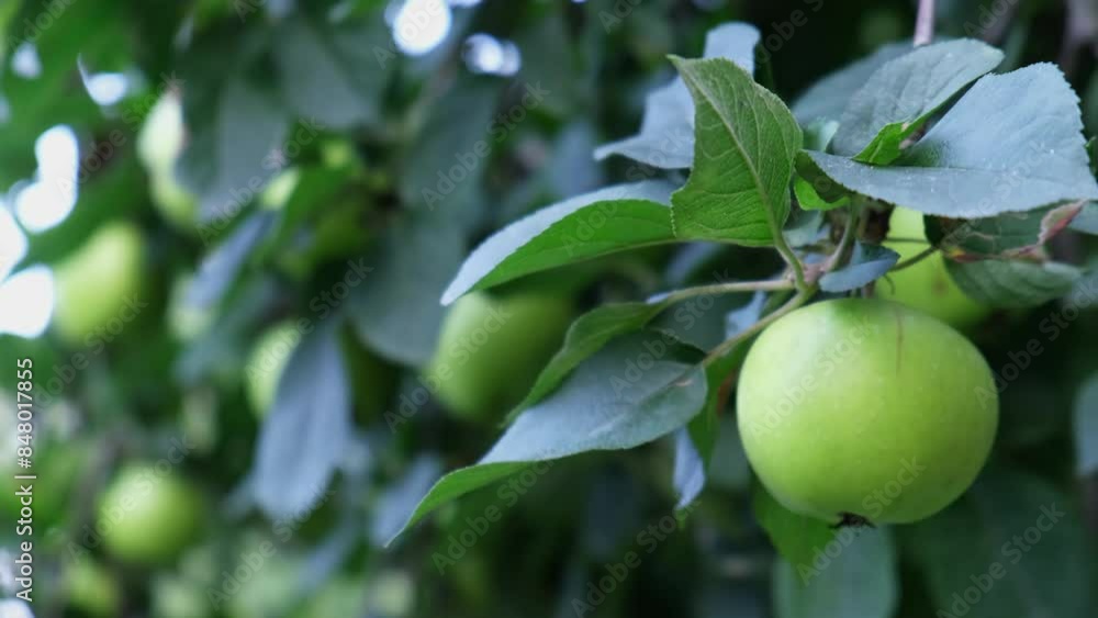 Green ripe apples grown in garden. Homegrown organic fruits. Seasonal locally grown countryside food produce. Farming Green ripe apples grown in garden. Homegrown organic fruits. Seasonal locally grown countryside food produce. Farming