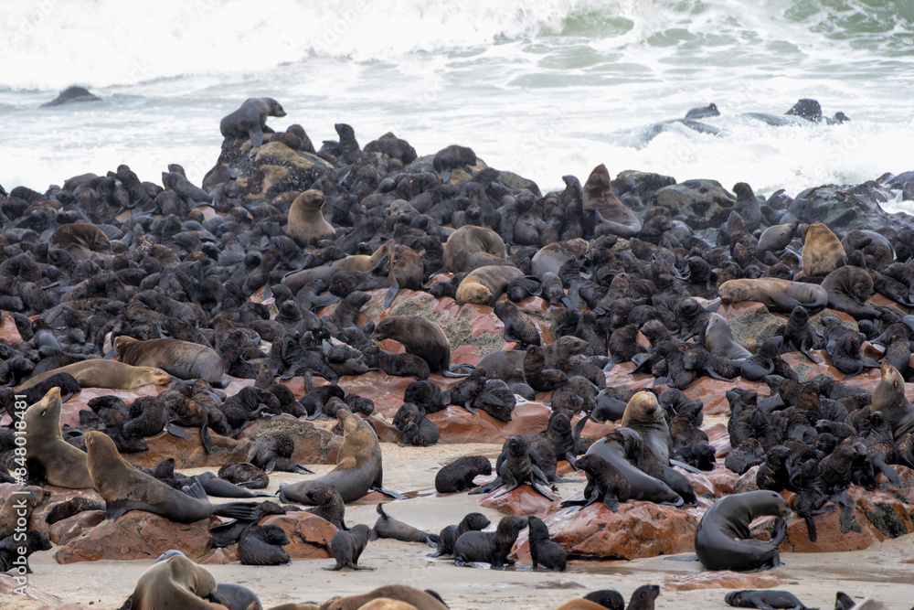 Fototapeta premium Seals on the beach. The Cape Cross Seal Reserve, the world’s largest breeding colony of Cape fur seals (Arctocephalus pusillus), with up to 200 000 seals. In Febrary there are many 3 month old pups.