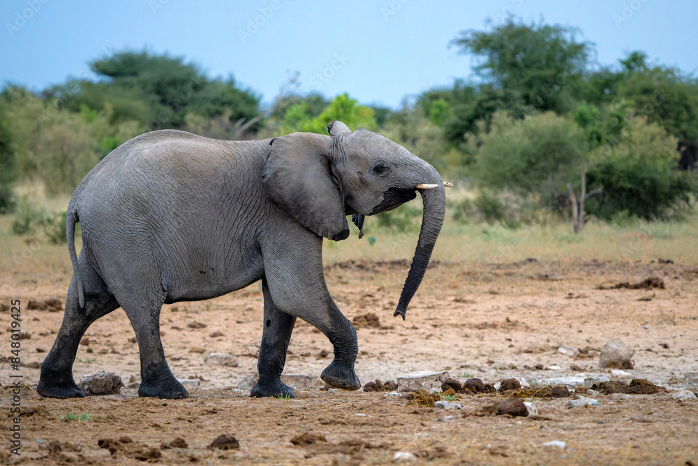 Fototapeta premium Young elephant bull in Etosha. This young bull is showing dominant behaviour after visiting a waterhole in Etosha National Park in Namibia.