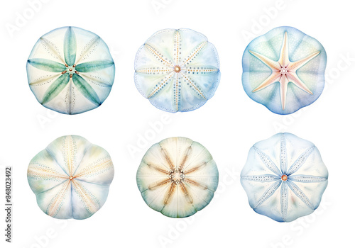Cute watercolor painting style illustration of Sand Dollar, isolated on white background