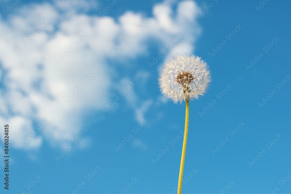 Dandelion against the blue sky. Air Background. Dandelion in the sky. Dandelion against the blue sky. Air Background. Dandelion in the sky.