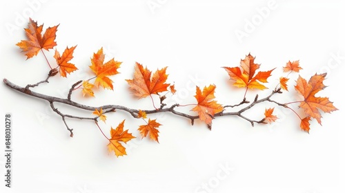 Isolated Autumn Maple Branch with Leaves on White Background