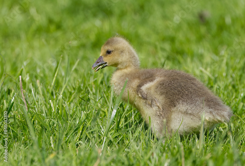 Nilgansküken Nilsgans Küken Gans Gänsejunges Gänsebaby Gänseküken photo