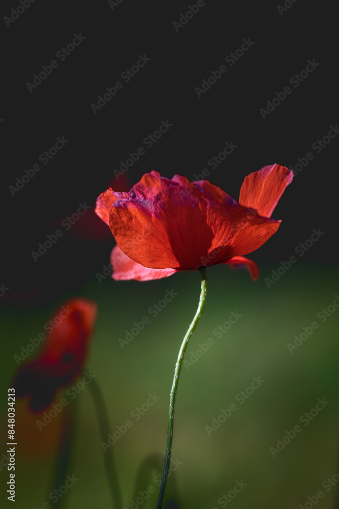 Obraz premium poppy close-up in the morning light