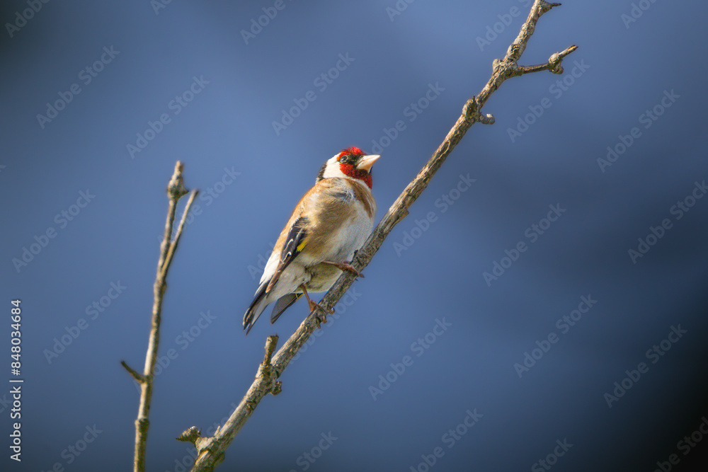 European Goldfinch perched on a tree branch in the morning light European Goldfinch perched on a tree branch in the morning light