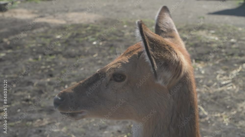 Sika deer walks in a zoo, animal farm
