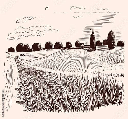 Rural landscape field wheat, trees, plants, forest panorama.