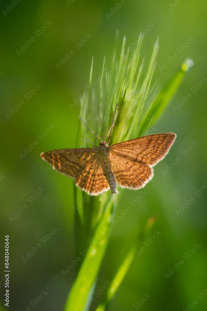Obraz premium common heath moth close up in morning light