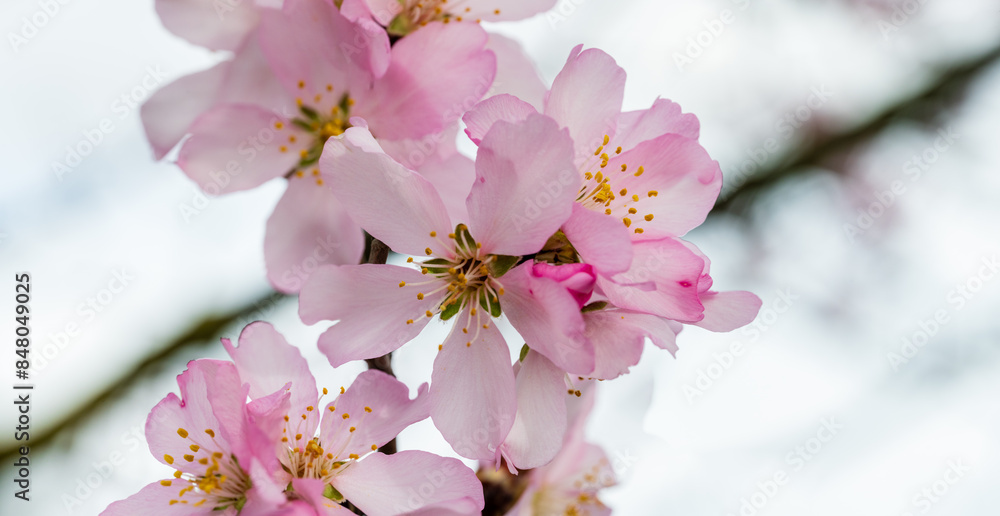 Fototapeta premium Éclats printaniers : la beauté éphémère des fleurs d'amandier à Mittelwihr, CeA, Alsace, Grand Est, France