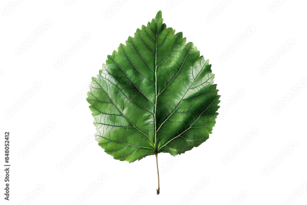 Fototapeta premium Birch leaf elegance isolated on transparent background