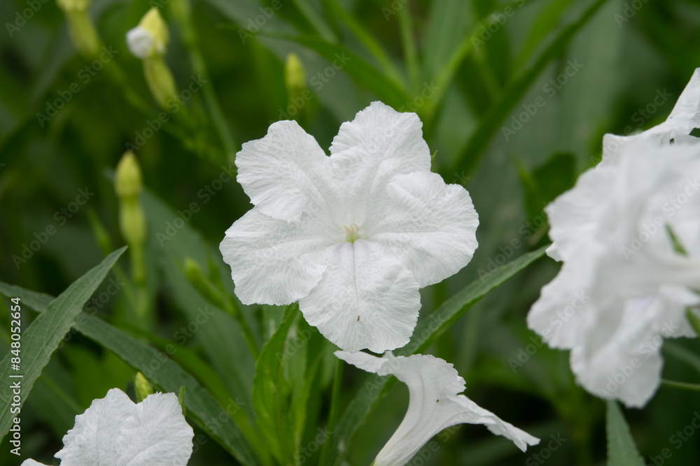 Obraz premium A white flower is in the foreground of a green background