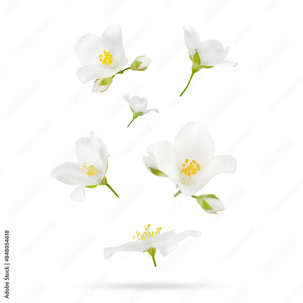 Obraz premium Beautiful jasmine flowers in air on white background