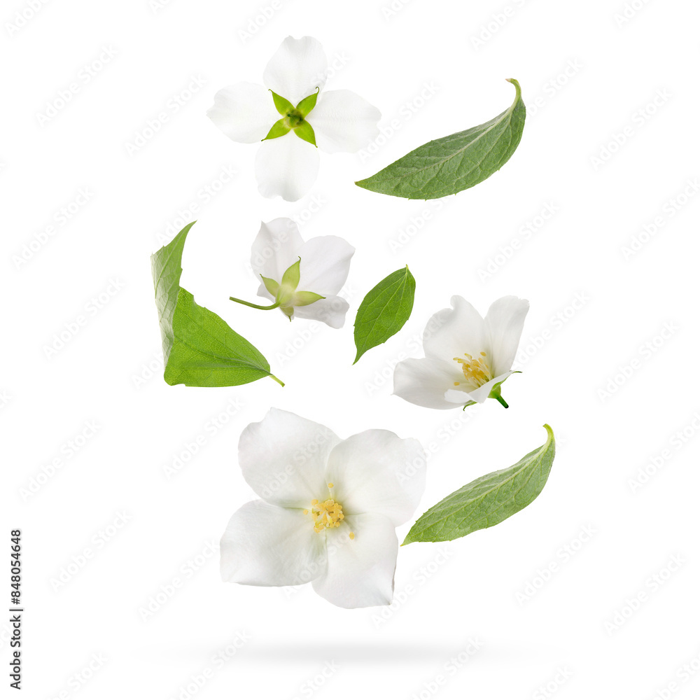 Fototapeta premium Beautiful jasmine flowers with leaves in air on white background