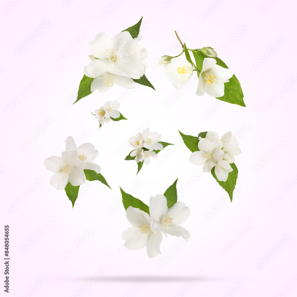 Obraz premium Beautiful jasmine flowers with leaves in air on white background