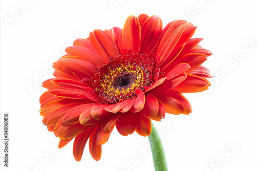 A red daisy is shown against a white background.