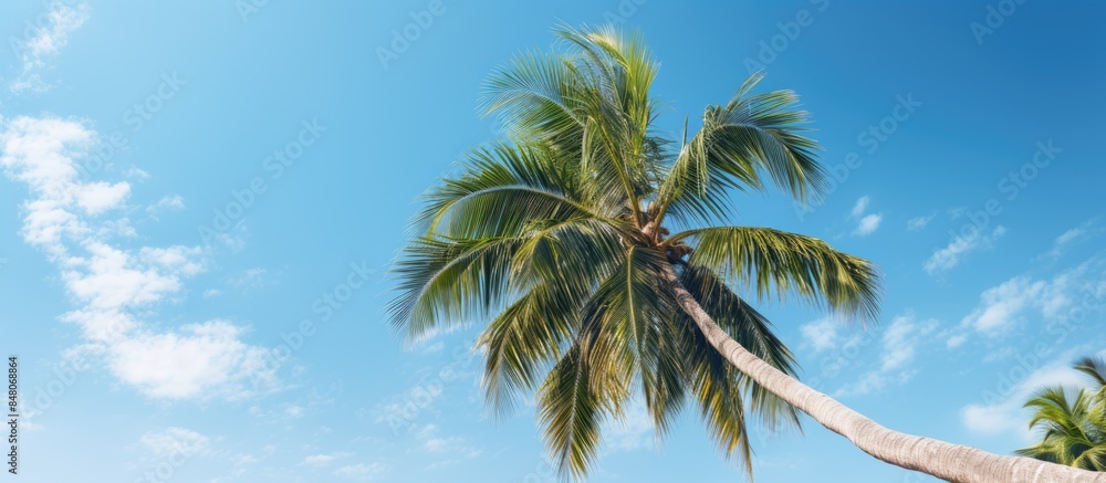 green palm tree. Creative banner. Copyspace image green palm tree. Creative banner. Copyspace image