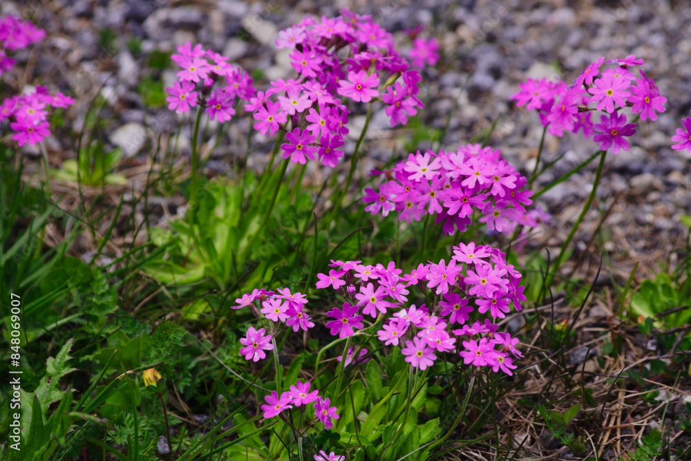 Primula farinosa. Blooming of arctic–alpine primrose commonly known as Bird's-eye primrose. Primula farinosa. Blooming of arctic–alpine primrose commonly known as Bird's-eye primrose.
