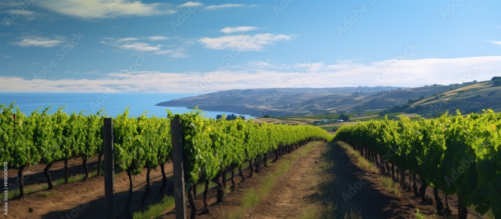Fototapeta premium Vineyard with clear sky in background. Creative banner. Copyspace image