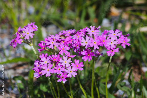 Primula farinosa. Blooming of arctic–alpine primrose commonly known as Bird's-eye primrose. 