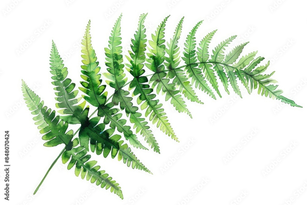 Watercolor illustration of a fern leaf with delicate details and soft colors Watercolor illustration of a fern leaf with delicate details and soft colors
