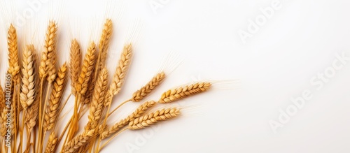 wheat on the white background. Creative banner. Copyspace image