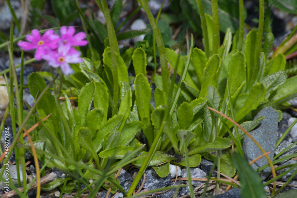 Primula farinosa leaves known as Bird's-eye primrose. Primula farinosa leaves known as Bird's-eye primrose.