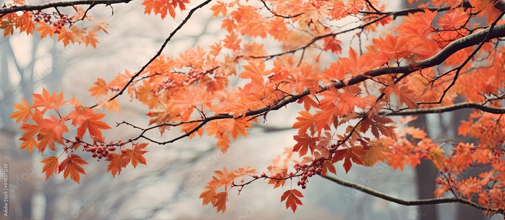 Branches in autumn against. Creative banner. Copyspace image Branches in autumn against. Creative banner. Copyspace image